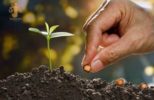 مالکیت محصول رویده شده در زمین غصبی